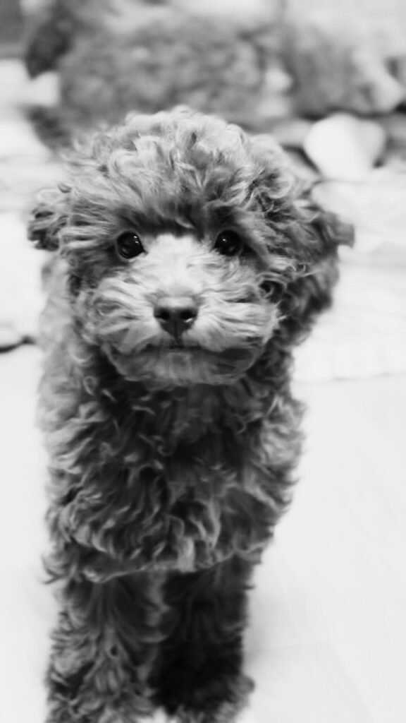 Maltipoo